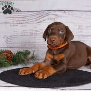 Journey, Doberman Pinscher Puppy